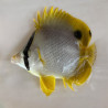 Spotfin Butterflyfish