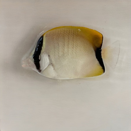 Reef Butterflyfish