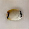 Reef Butterflyfish