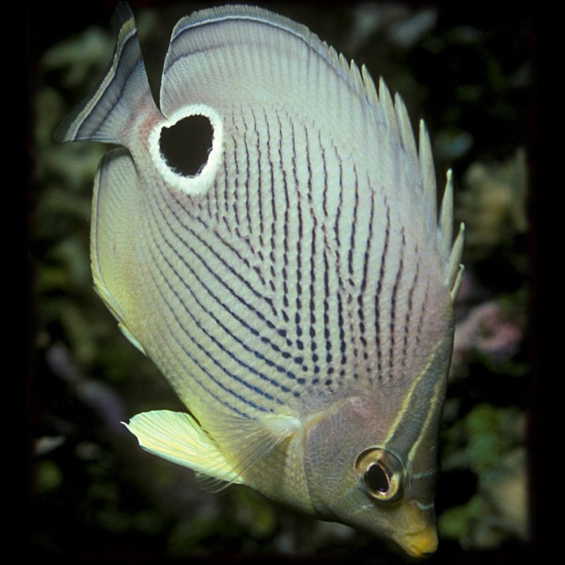 Foureye Butterflyfish