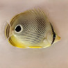 Foureye Butterflyfish