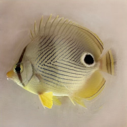 Foureye Butterflyfish