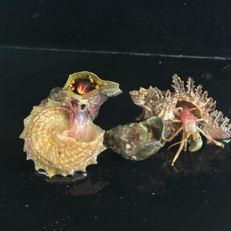 Red Leg Hermit Crab