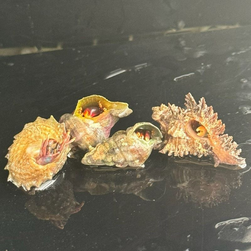 Red Leg Hermit Crab