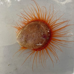 Flame Scallop