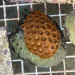 Encrusting Palythoa Sea Mat