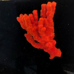 Red Tree Sponge