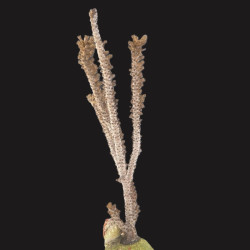 Black Candelabra Eco-friendly Propagated Gorgonian