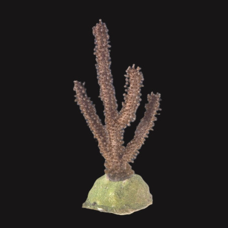 Black Candelabra Eco-friendly Propagated Gorgonian