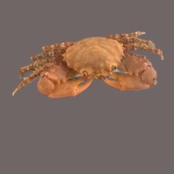Ruby Red Crab
