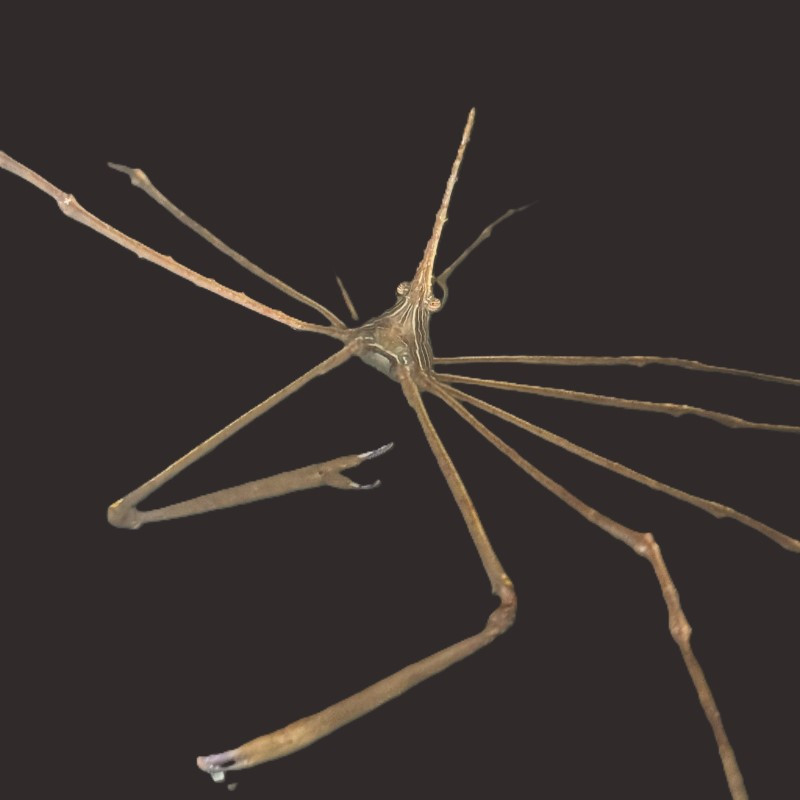 Arrow Crab 