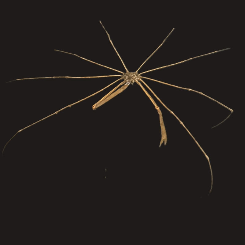 Arrow Crab 
