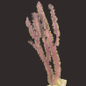 Purple Flat Blade Eco-friendly Propagated Gorgonian