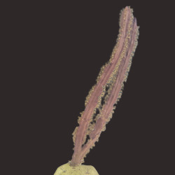 Purple Flat Blade Eco-friendly Propagated Gorgonian