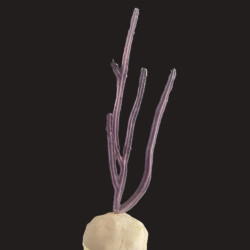 Purple Flat Blade Eco-friendly Propagated Gorgonian