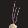 Purple Flat Blade Eco-friendly Propagated Gorgonian