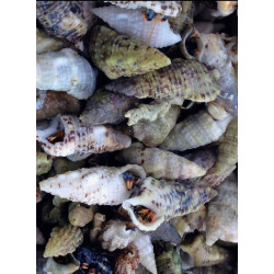 Blue Leg Hermit Crab