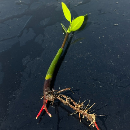 Red Mangrove pod with leaves