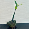 Red Mangrove pod with leaves