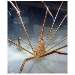 Arrow Crab