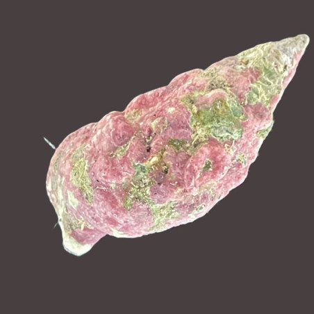 Stocky Cerith snails