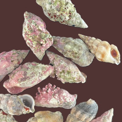 Stocky Cerith snails