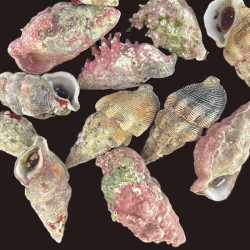 Stocky Cerith snails