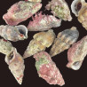 Stocky Cerith snails