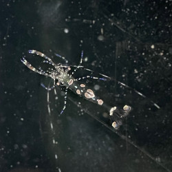 Spotted Anemone Cleaner Shrimp