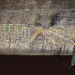 Pederson Cleaner Shrimp