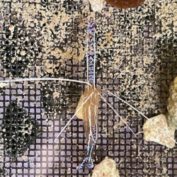 Pederson Cleaner Shrimp