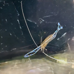 Pederson Cleaner Shrimp