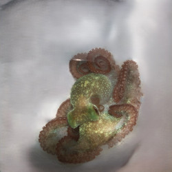 Caribbean Reef Octopus