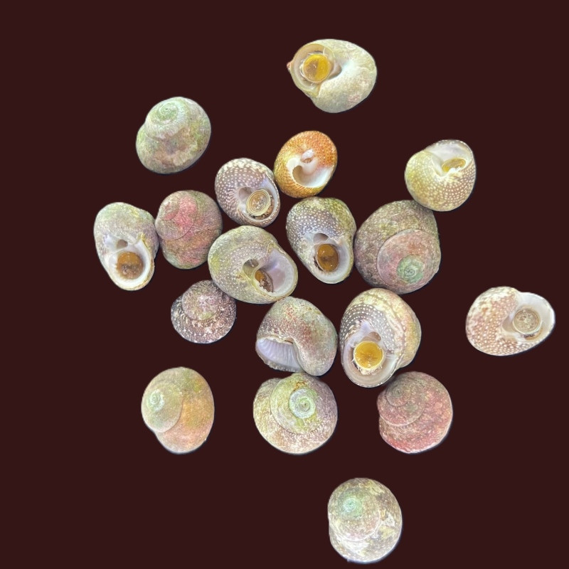 Margarita Snail (Smooth Tegula)