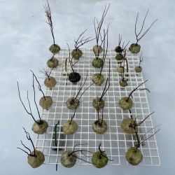 Sun-dried Gorgonian endoskeletons