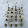 Sun-dried Gorgonian endoskeletons