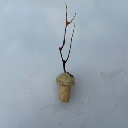 Sun-dried Gorgonian endoskeletons