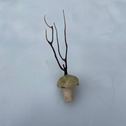 Sun-dried Gorgonian endoskeletons