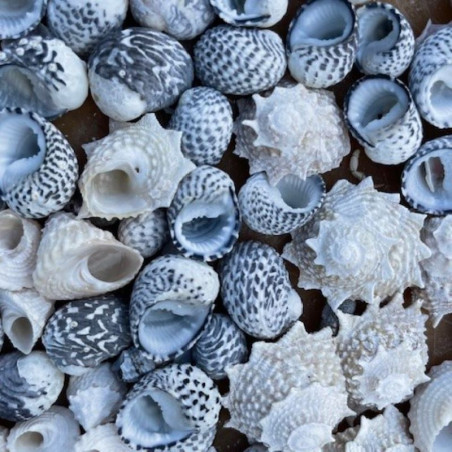 Drying Shells Sun-dried empty shells for substrate