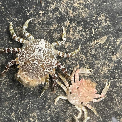 Pitho Crab