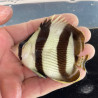 Banded Butterflyfish Banded Butterflyfish