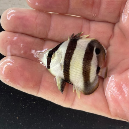 Banded Butterflyfish