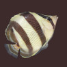 Banded Butterflyfish Banded Butterflyfish