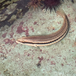 Slippery Dick Wrasse
