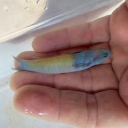 Blue Head Wrasse