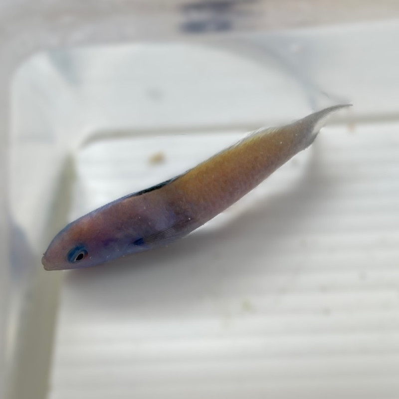 Blue Head Rass Blue Head Wrasse