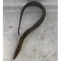Spotted Moray Eel