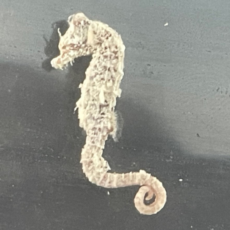 Pygmy Seahorse