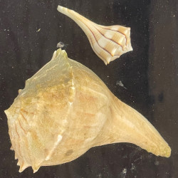 Whelk Conch