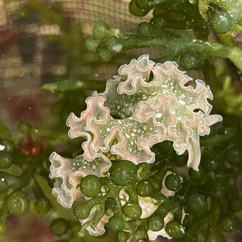 Lettuce Nudibranch